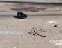 Motociclista bate em poste e morre em Campo Grande (vídeo)