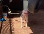 Morador deixa pitbull amarrado em corda curta, sem água nem comida no Guanandi