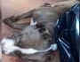 Pitibull ataca e mata cachorro e depois é morto a tiros por policial em MS