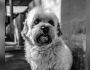 Cãozinho Apollo não resiste à doença renal e morre em Campo Grande