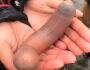 Conheça os consumos do "peixe-pênis", de 35cm, encontrado na Argentina e iguaria na Ásia