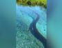 Sucuri gigante encanta turistas em passeio nas águas cristalinas de Bonito (vídeo)