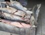 PMA prende dono de peixaria e apreende 216 kg de pescado comercializados ilegalmente