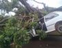 Árvore cai sobre carro com pai e filha durante forte  chuva em Campo Grande