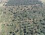 PMA flagra desmatamento por imagens de satélite e multa pecuarista por devastar 36 hectares