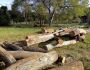 PMA apreende 23 toras de madeira armazenadas sem licença ambiental em assentamento