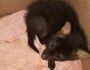 Lobo-guará é resgatado em residência e entregue à PMA; 2º caso de filhote no mês