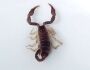 Menina morre após ser picada duas vezes por escorpião