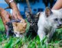 CCZ abre 500 vagas extras para castração de gatos em Campo Grande