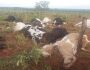 História que se repete: 19 bovinos mortos por raio em assentamento de MS