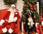 Shoppings inovam e oferecem 'trono pet' em decoração de Natal para animais de estimação