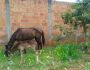 Égua e filhote são abandonados em bairro de Campo Grande