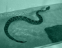 'Projeto verão': zoológico cria academia aquática para cobras que estão acima do peso