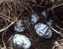 Chacareira leva susto ao encontrar ninho com ovos de jacaré