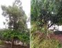 Árvore de 30 metros em risco de queda preocupa moradores da Mata do Jacinto