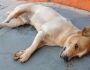 Cão morre em frente a clínica veterinária e local é acusado de negar socorro por ser animal de rua
