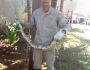 'Olha a cobra": jiboia é capturada em quintal de residência em MS