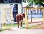 ‘Morando’ na rua, cavalo visita biblioteca e passeia entre carros em Aquidauana