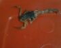 Uma pessoa é picada por escorpião por dia em Paranaíba