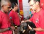 Dona de cão pede ajuda aos bombeiros depois de filhote ficar com a cabeça presa em lata