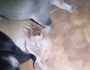 VÍDEO: cadela que ‘mora’ em posto de gasolina tem filhotes  ‘com larvas’ e precisa de ajuda