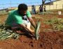 Detentos do semiaberto de Dourados iniciam plantio de abacaxi para o Banco de Alimentos do Município