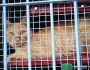 Tutores com senha para castração de gatos devem procurar CCZ para agendamento