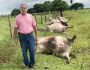Raio cai em fazenda e 21 bovinos morrem de uma vez em MS