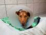 Dentista adota cadela resgatada com sinais de estupro