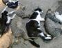 “Não quero mais ter bichos”, diz mulher que teve seis gatos envenenados