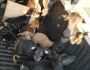 PMA autua comerciante em R$ 6 mil por maus-tratos e apreende 12 filhotes de cachorros