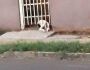 Cachorro é abandonado sem comida, água e no meio de fezes no Nova Lima, denuncia leitor