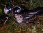 Motociclista cai em córrego e morre em distrito de Coxim