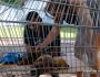 CCZ promove feira de adoção de cães e gatos neste sábado