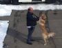 Cena de filme: cachorro espera carteiro para ganhar abraço todos os dias