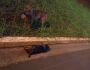 ‘Cãomigo’ vela cachorro que morreu às margens de rodovia em Nova Andradina