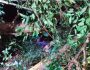 Árvore cai e mata peão em Ponta Porã; 1ª vítima do 'ciclone bomba' em MS