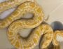 Após acidente com naja, criadores entregaram voluntariamente 7 serpentes ao CRAS