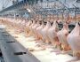 China diz que encontrou coronavírus em frango brasileiro