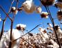 Preço do algodão sobe no campo e roupas podem ficar mais caras