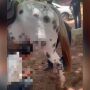 Mãe de adolescente denunciou vídeo no qual o filho é incentivado a molestar cavalo
