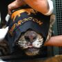 Animal apresenta sinais de desidratação e alterações nos sistemas hepático, renal e gastrointestinal