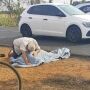 A cena comoveu policiais, socorristas e transeuntes que passavam pelo local