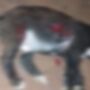 Homem atacou o animal no quintal de casa e ainda desafiou o tutor ao ser flagrado: 'agora pega essa faca e me mata'