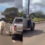 Passageiro de caminhonete foi flagrado tentando la&ccedil;ar o animal no meio da avenida