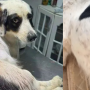 Tiros acertaram a regi&atilde;o lombar e uma das patas