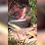 O corpo da v&iacute;tima estava em uma &aacute;rea de mata 