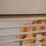 Animal apareceu no im&oacute;vel no dia anterior e aparentou comportamento manso