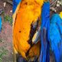Crime revoltou moradores pela crueldade com a arara