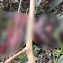 O homem foi encontrado por um capataz da propriedade 